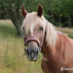 Welsh Cob (sec D) SIRIUS-S (DNK)