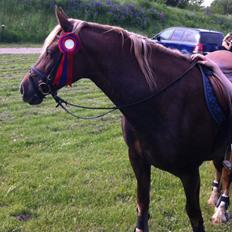 Welsh Cob (sec D) SIRIUS-S (DNK)