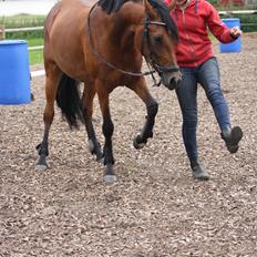 Pinto Vrågård`s Lia