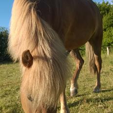 Islænder Iða fra Vindbyholt