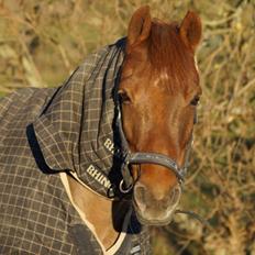 Anden særlig race Nagengaard´s Cesare A-pony <3 -Rides af min søster