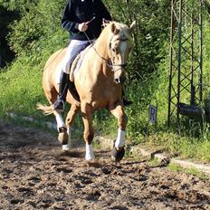 Palomino Bell Galliano