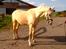Palomino Lando Blue *PANDA*
