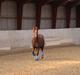 New Forest Kantjes Sandro (Bamse)
