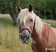 Welsh Cob (sec D) SIRIUS-S (DNK)