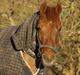 Anden særlig race Nagengaard´s Cesare A-pony <3 -Rides af min søster