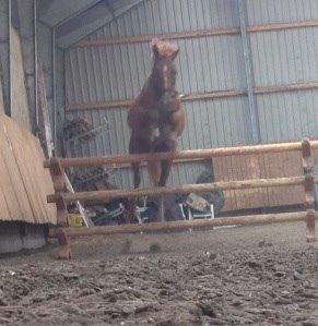 DSP Aleksander billede 20