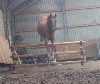 DSP Aleksander billede 21