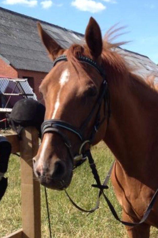 DSP Aleksander billede 23