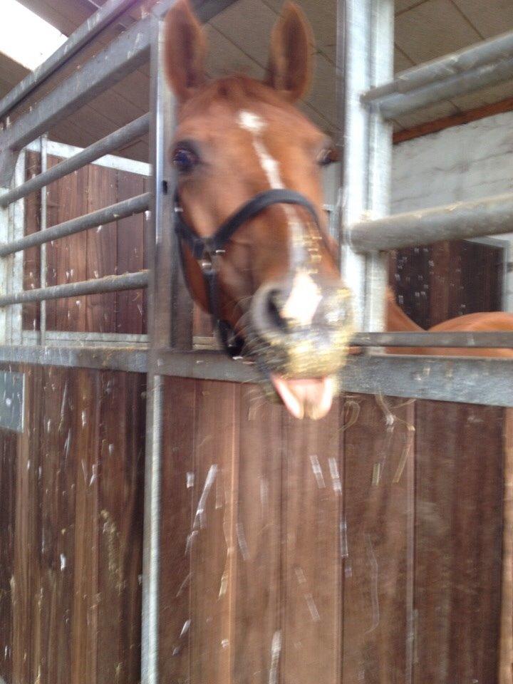 DSP Aleksander billede 22