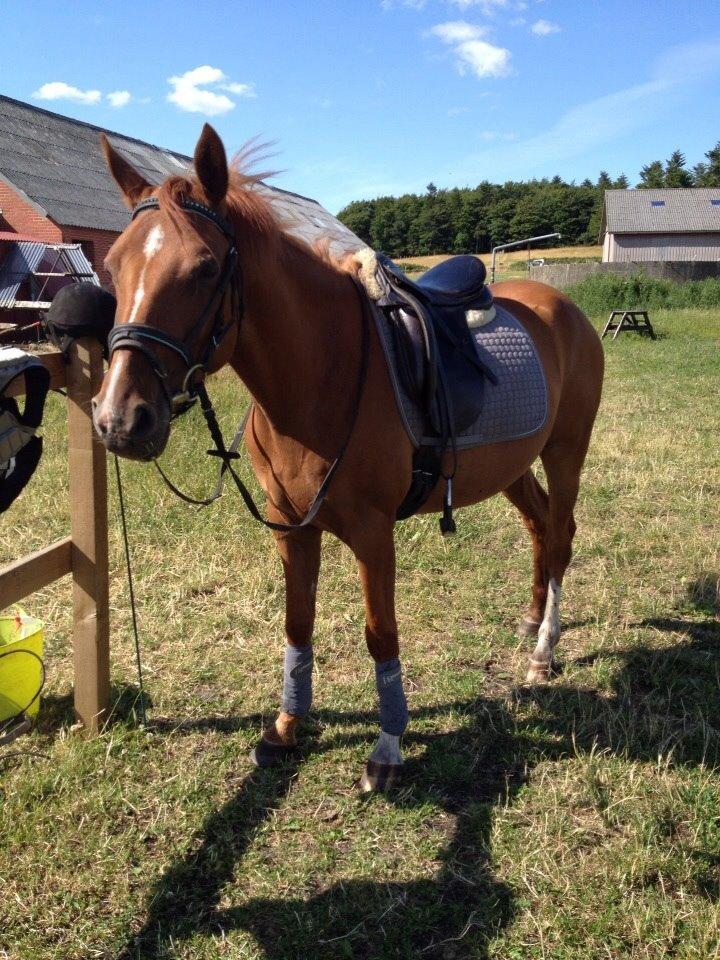 DSP Aleksander billede 24