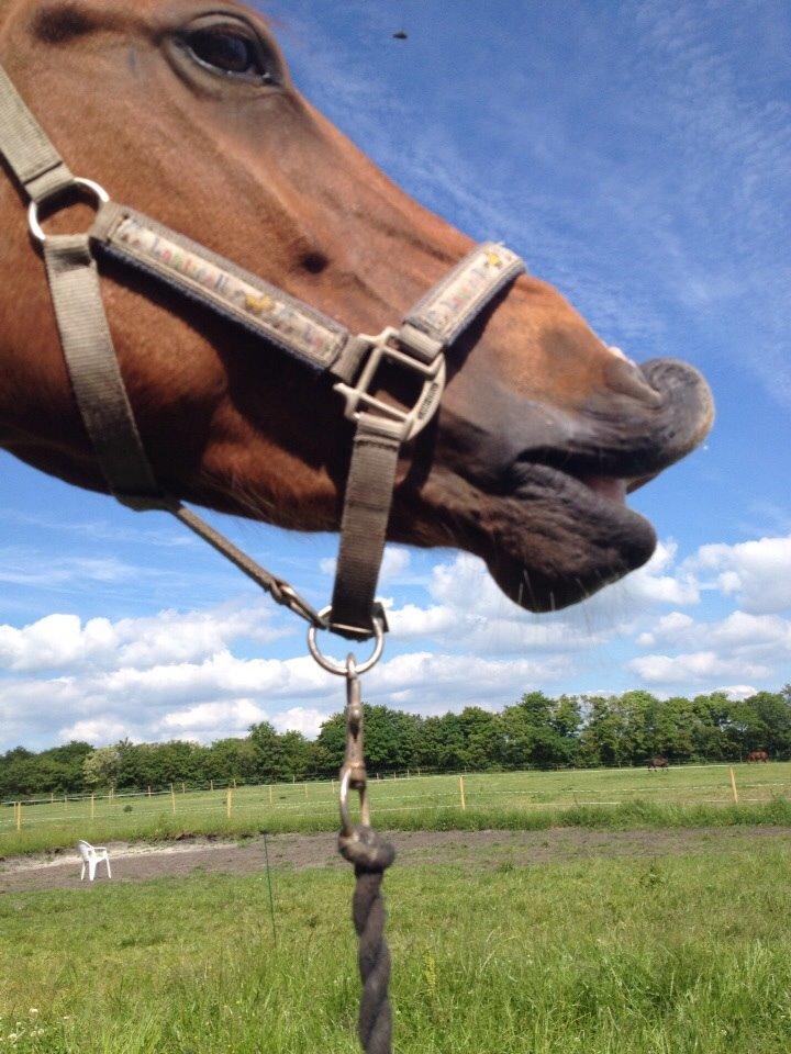 DSP Aleksander billede 25