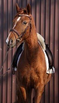 DSP Aleksander billede 27