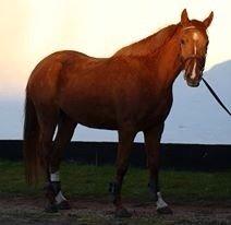 DSP Aleksander billede 28