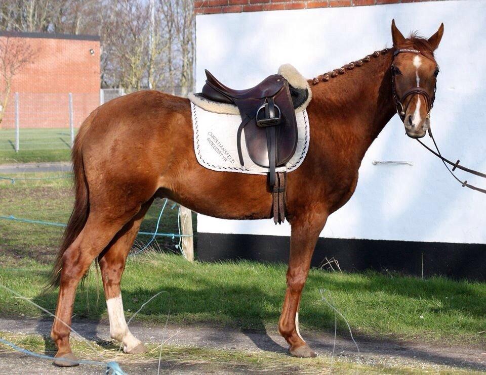 DSP Aleksander billede 26