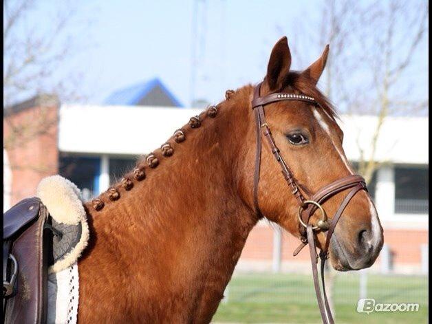 DSP Aleksander billede 29