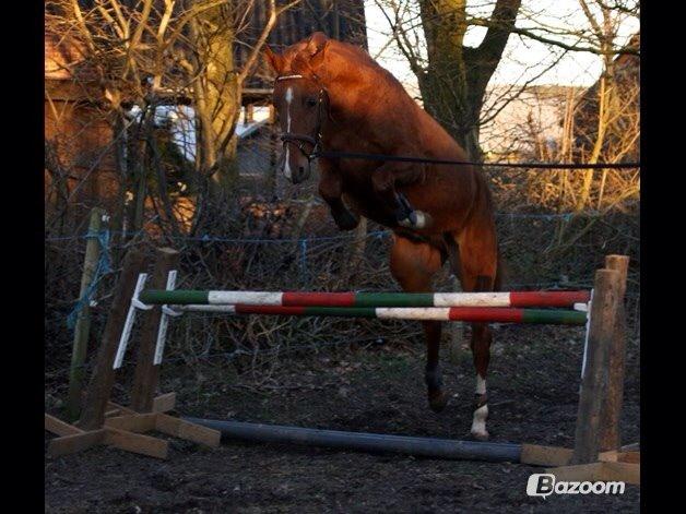 DSP Aleksander billede 30