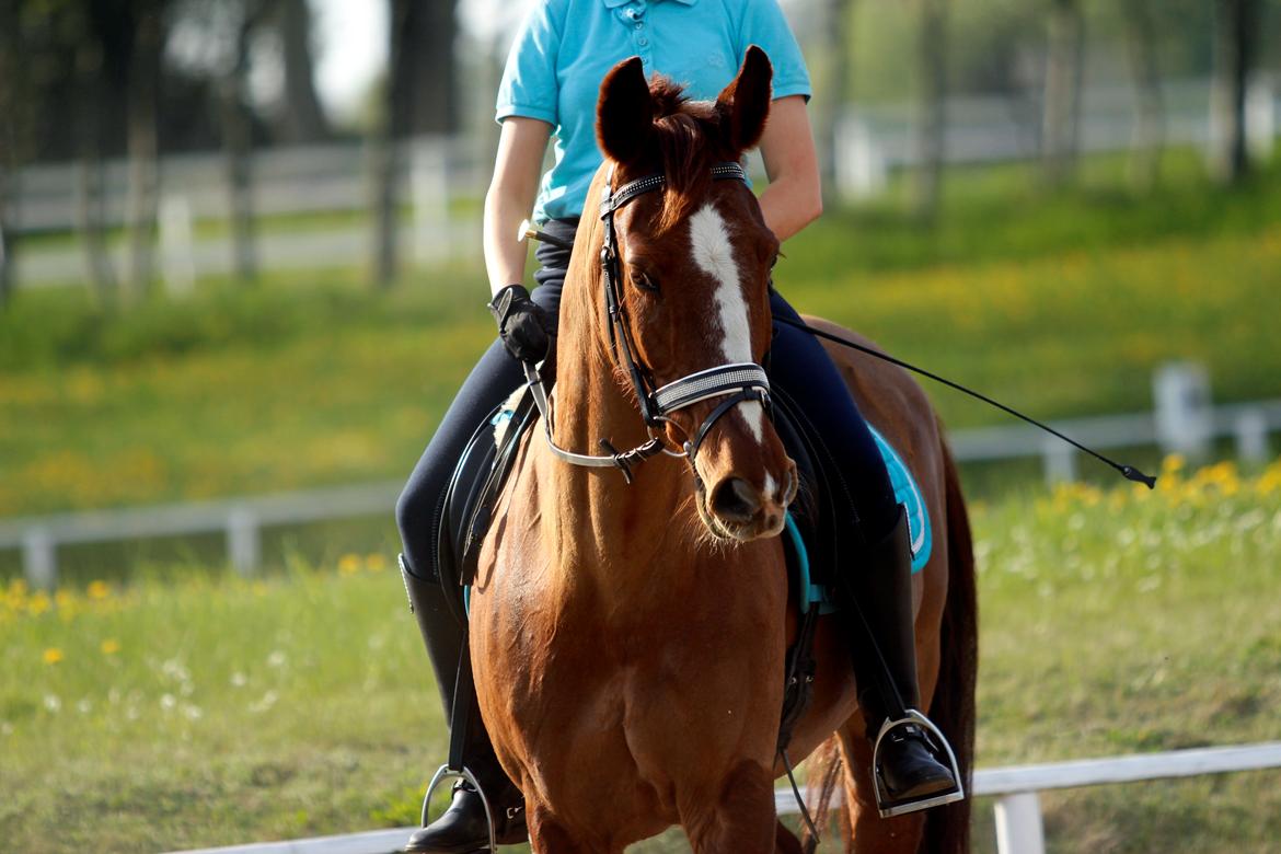 Anden særlig race Sunrise *Sunnie* - Sender lige scorer blikket :-D  billede 11