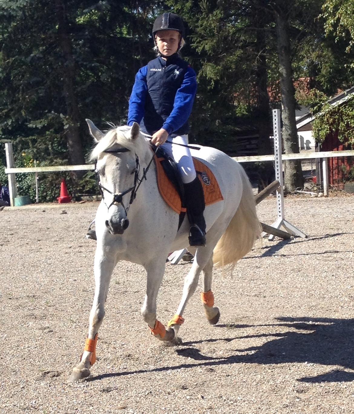 Anden særlig race Acia's Chanell billede 2