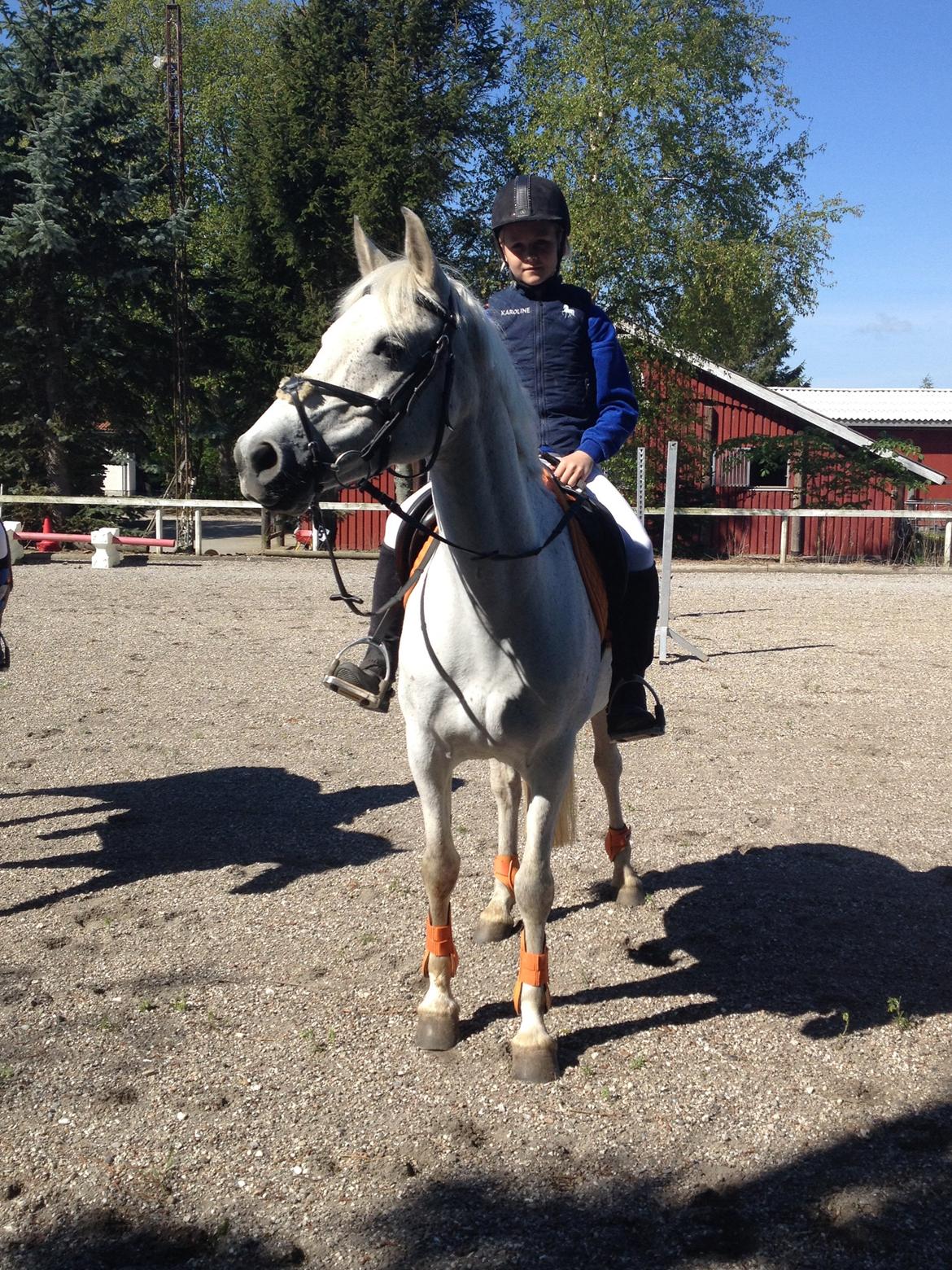 Anden særlig race Acia's Chanell billede 9