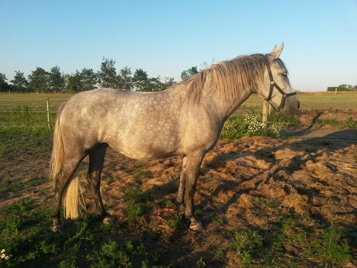 Lipizzaner Fantasia - 290 - 13/7 2014 billede 19