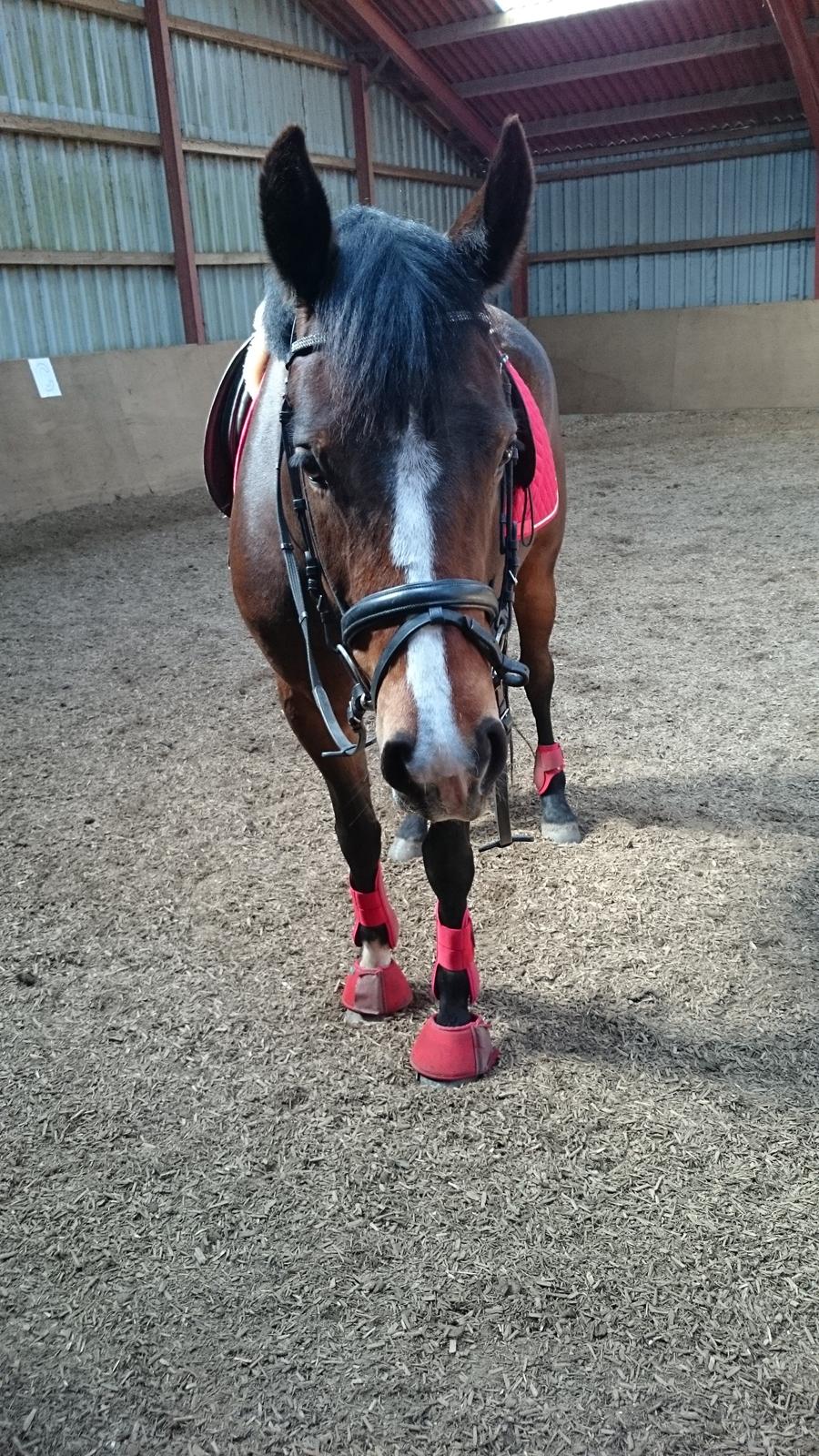 Anden særlig race Lakie billede 4