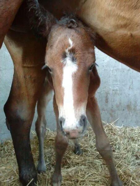 Anden særlig race Lakie billede 3