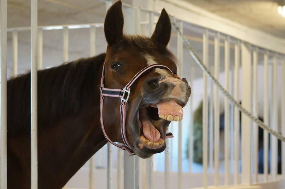 Anden særlig race Lakie billede 14