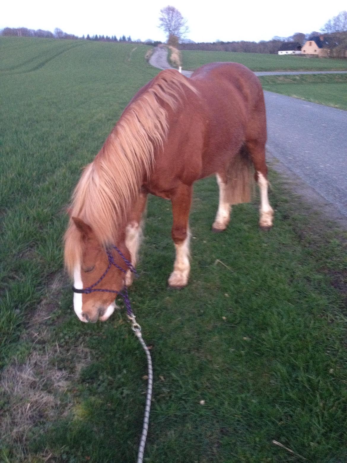 Welsh Pony af Cob-type (sec C) Gribsvads Suni - Gåtur foråret 2014 billede 9