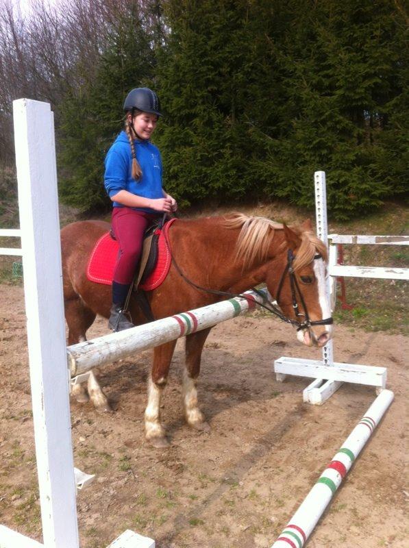 Welsh Pony af Cob-type (sec C) Gribsvads Suni - Vores rekord i spring 1,00 meter billede 8