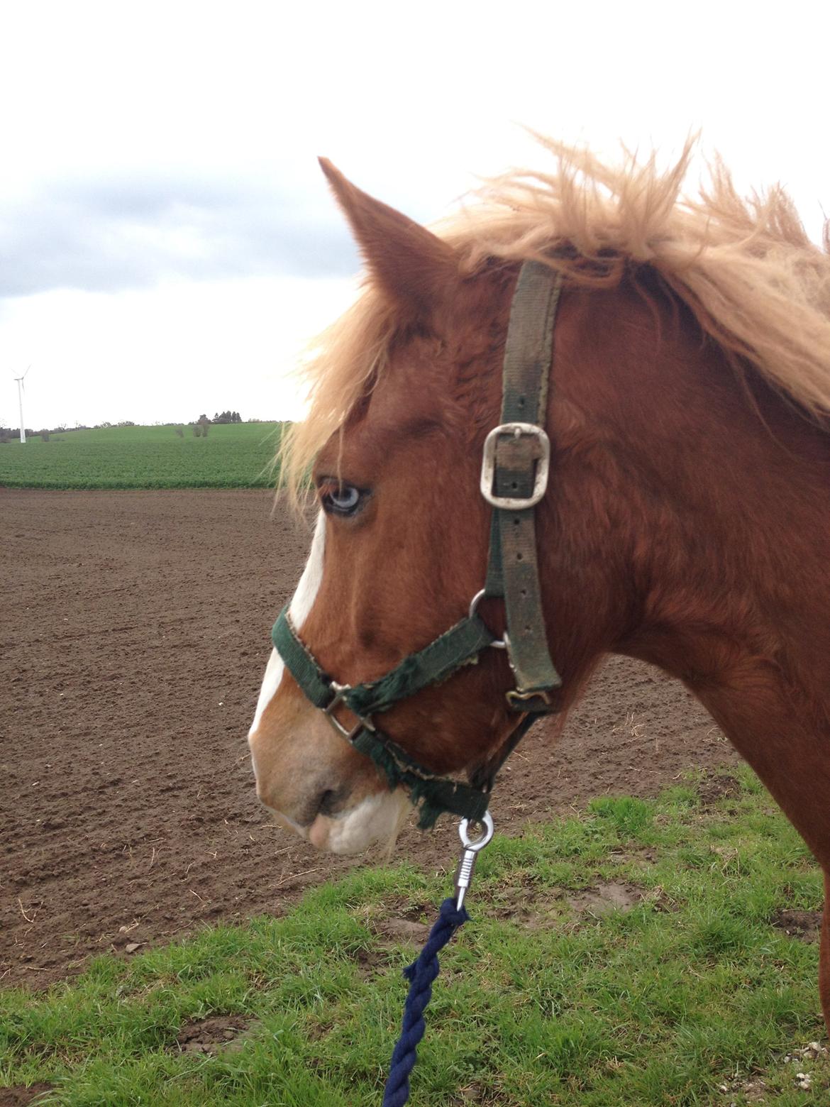 Welsh Pony af Cob-type (sec C) Gribsvads Suni - Gåtur Marts 2014 billede 10