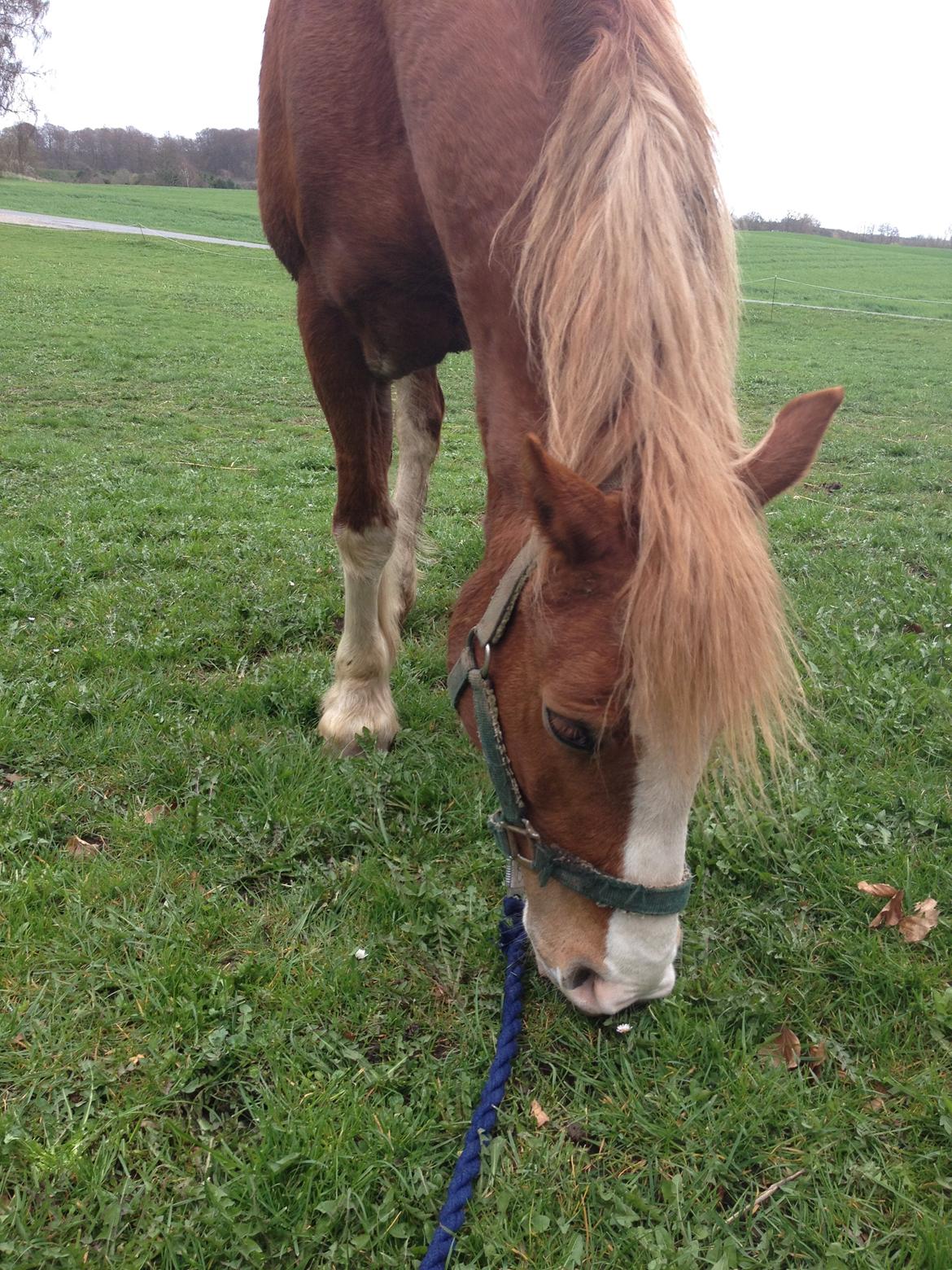 Welsh Pony af Cob-type (sec C) Gribsvads Suni - Hygge-dag 2014 billede 13