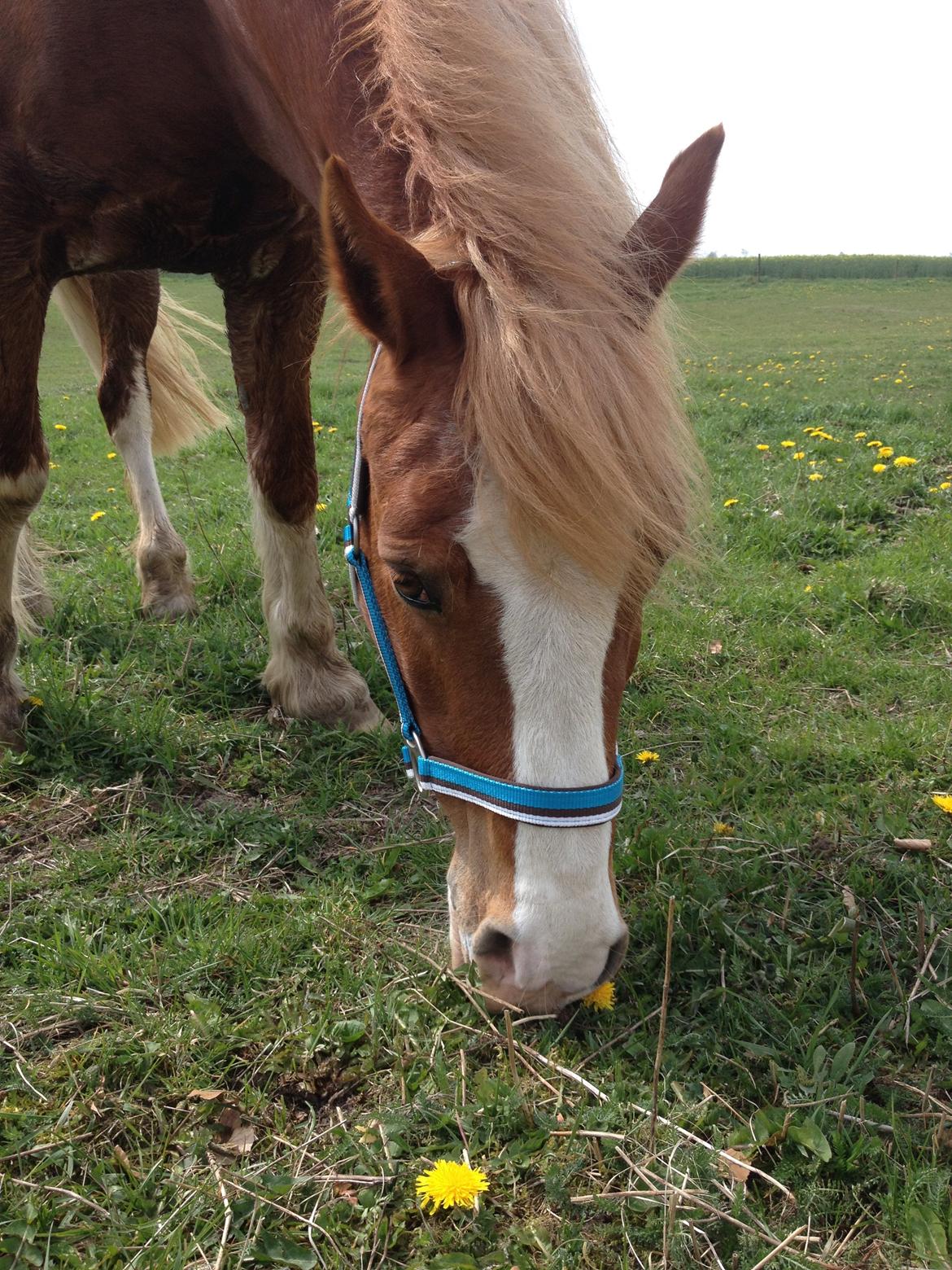 Welsh Pony af Cob-type (sec C) Gribsvads Suni - Hygge-dag 2014 billede 14