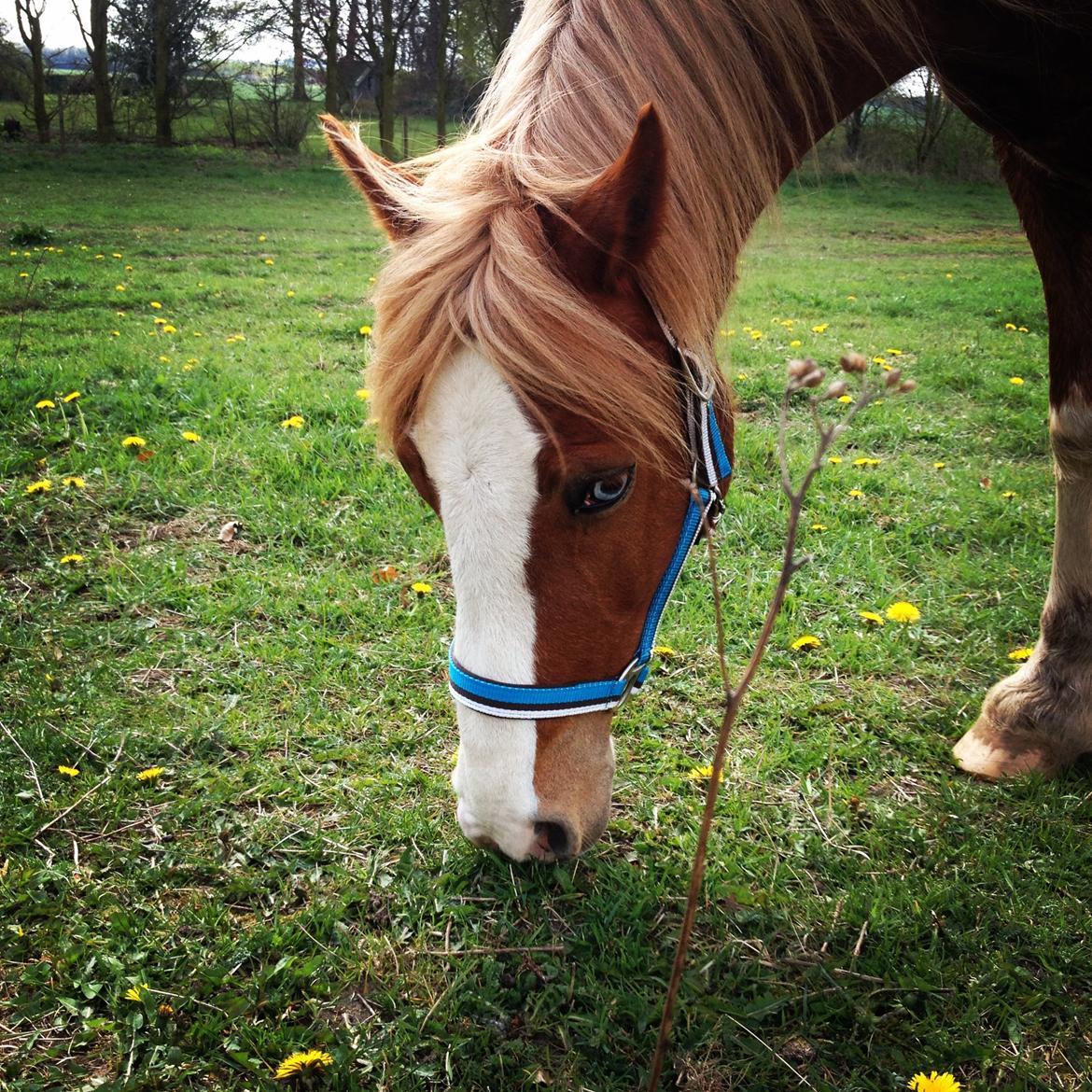 Welsh Pony af Cob-type (sec C) Gribsvads Suni - Suni på folden ( jeg redigerede det lige for sjov) billede 15