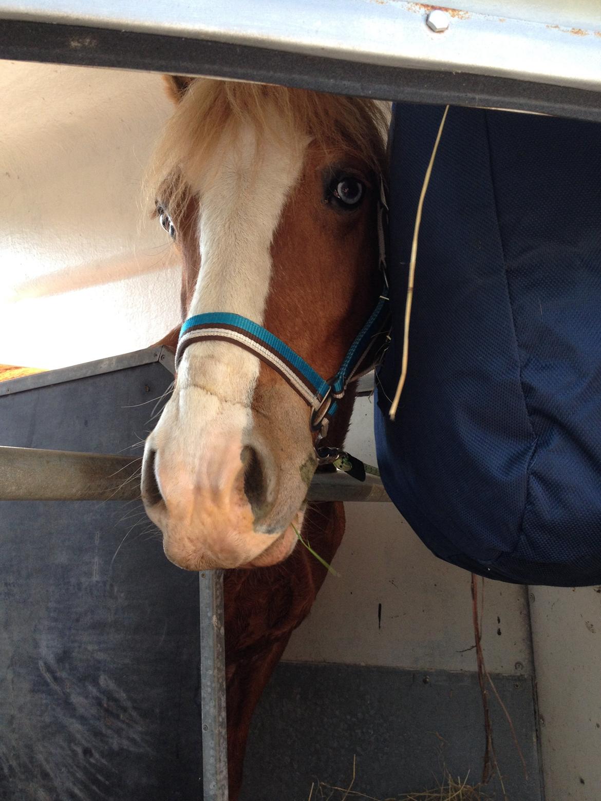 Welsh Pony af Cob-type (sec C) Gribsvads Suni - Suni der lige er blevet læsset i traileren efter træning til Roskilde Dyrskue 2014 billede 12