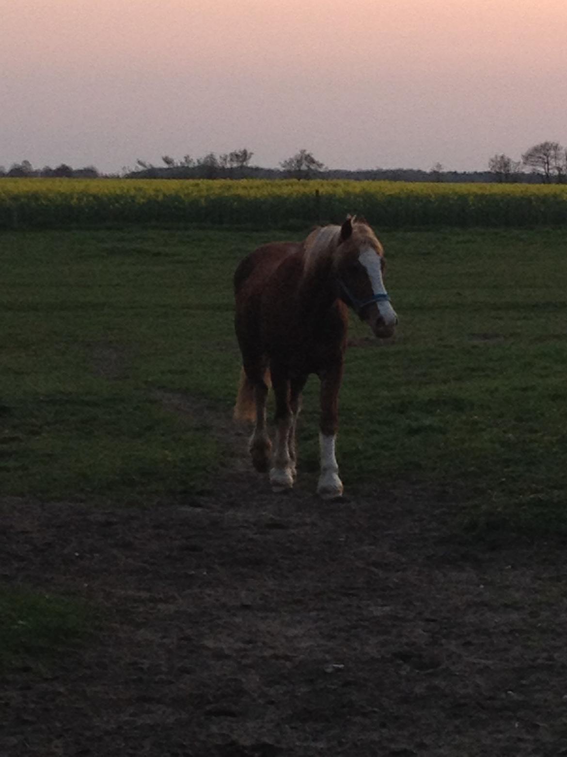 Welsh Pony af Cob-type (sec C) Gribsvads Suni - Suni på folden ved solnedgang billede 16