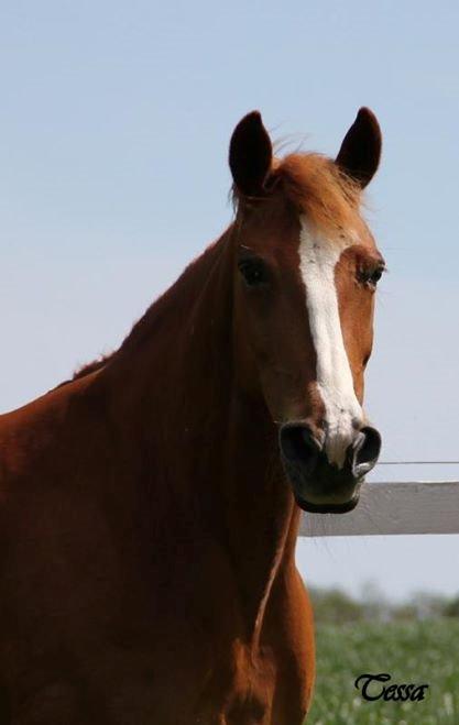 Anden særlig race Tessa - Tessa Tut <3 billede 2