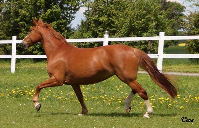 Anden særlig race Tessa billede 14