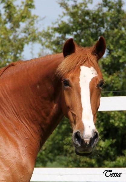 Anden særlig race Tessa billede 5
