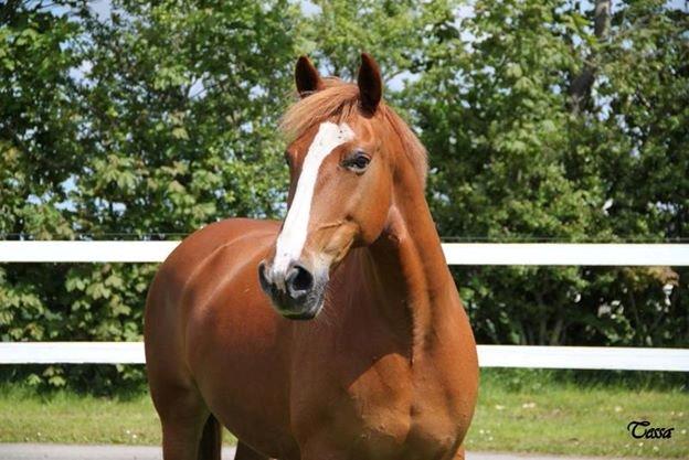 Anden særlig race Tessa billede 4