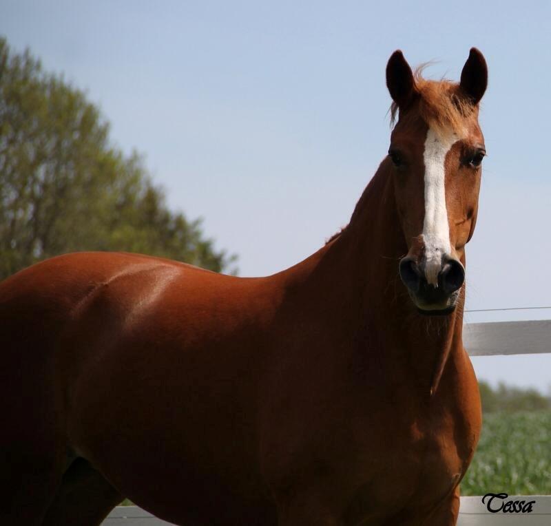Anden særlig race Tessa billede 11