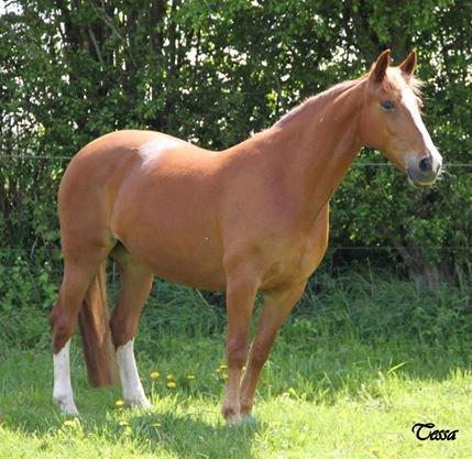 Anden særlig race Tessa billede 9