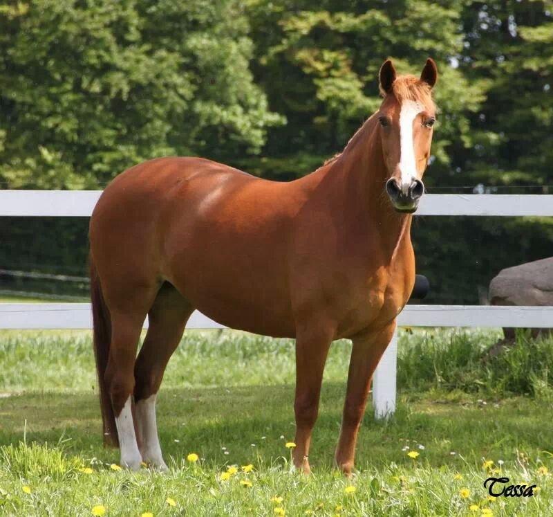 Anden særlig race Tessa billede 19