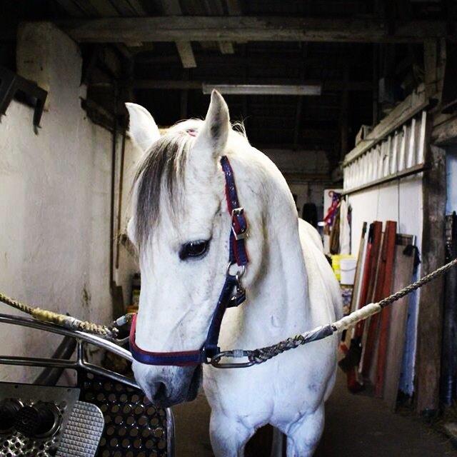 DSP Baxter billede 1