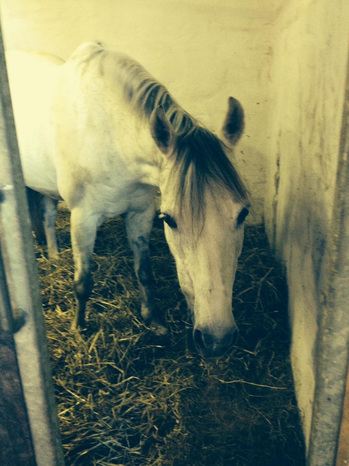 DSP Baxter billede 5