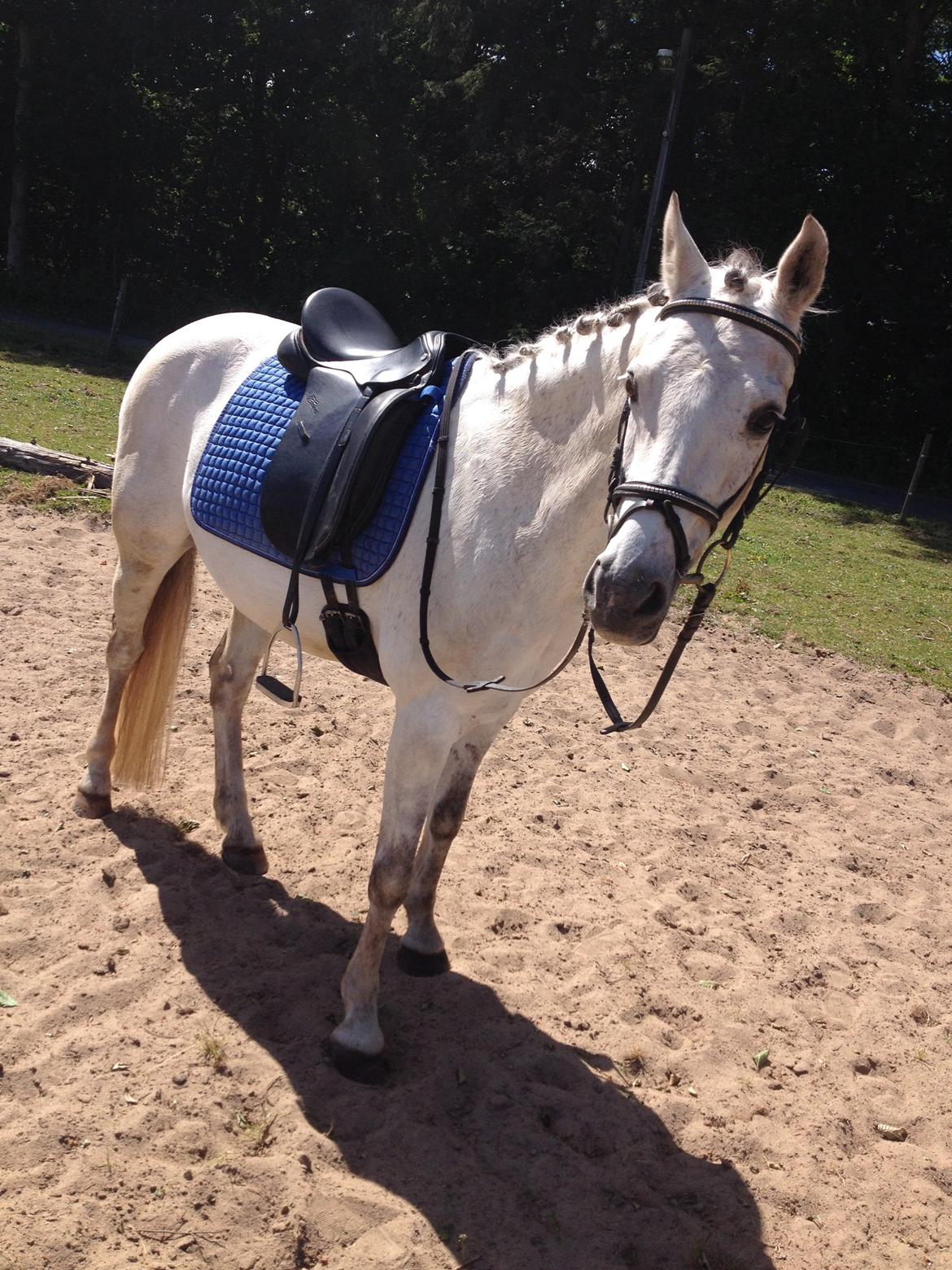 DSP Baxter billede 6