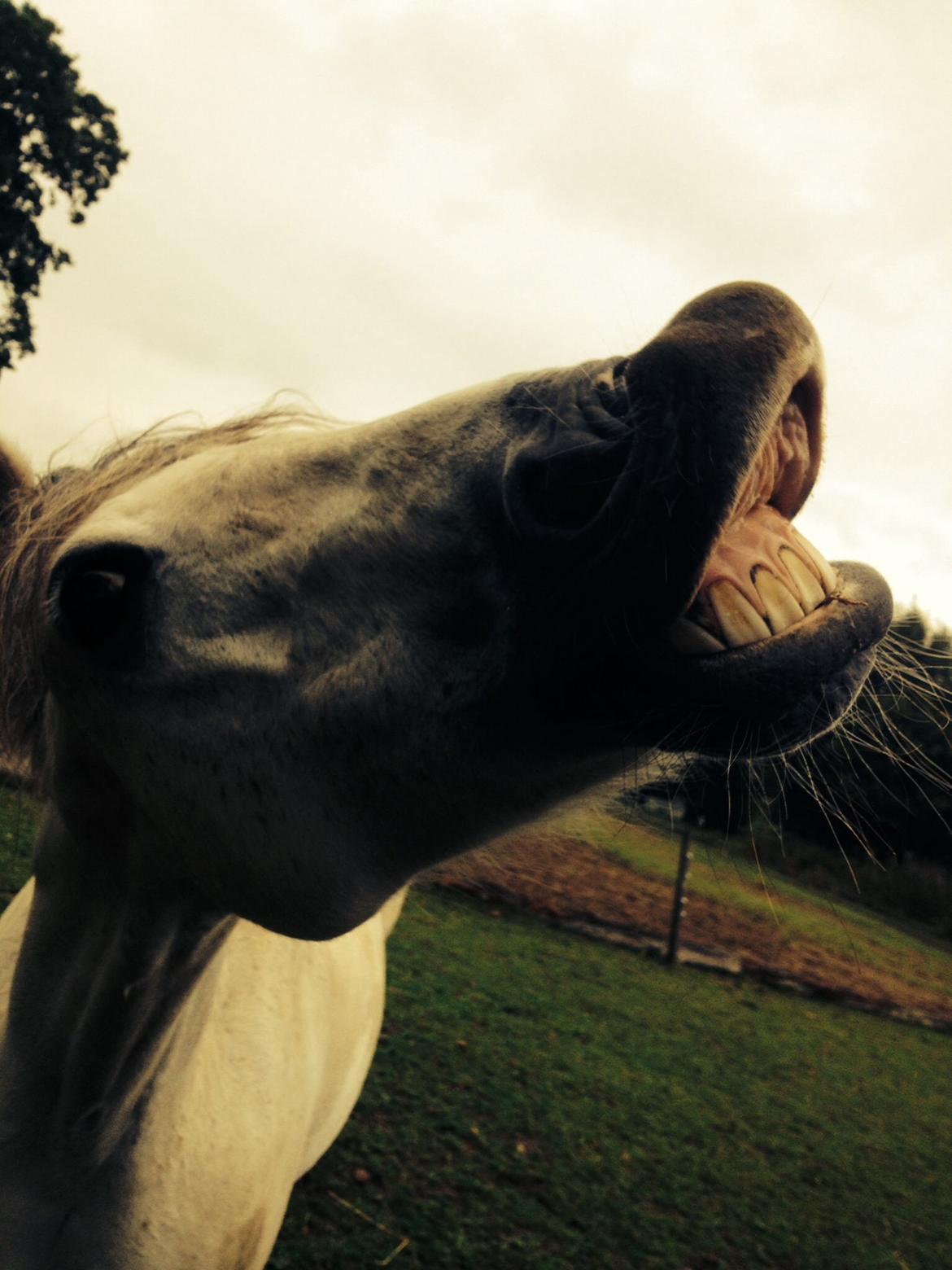 DSP Baxter billede 7