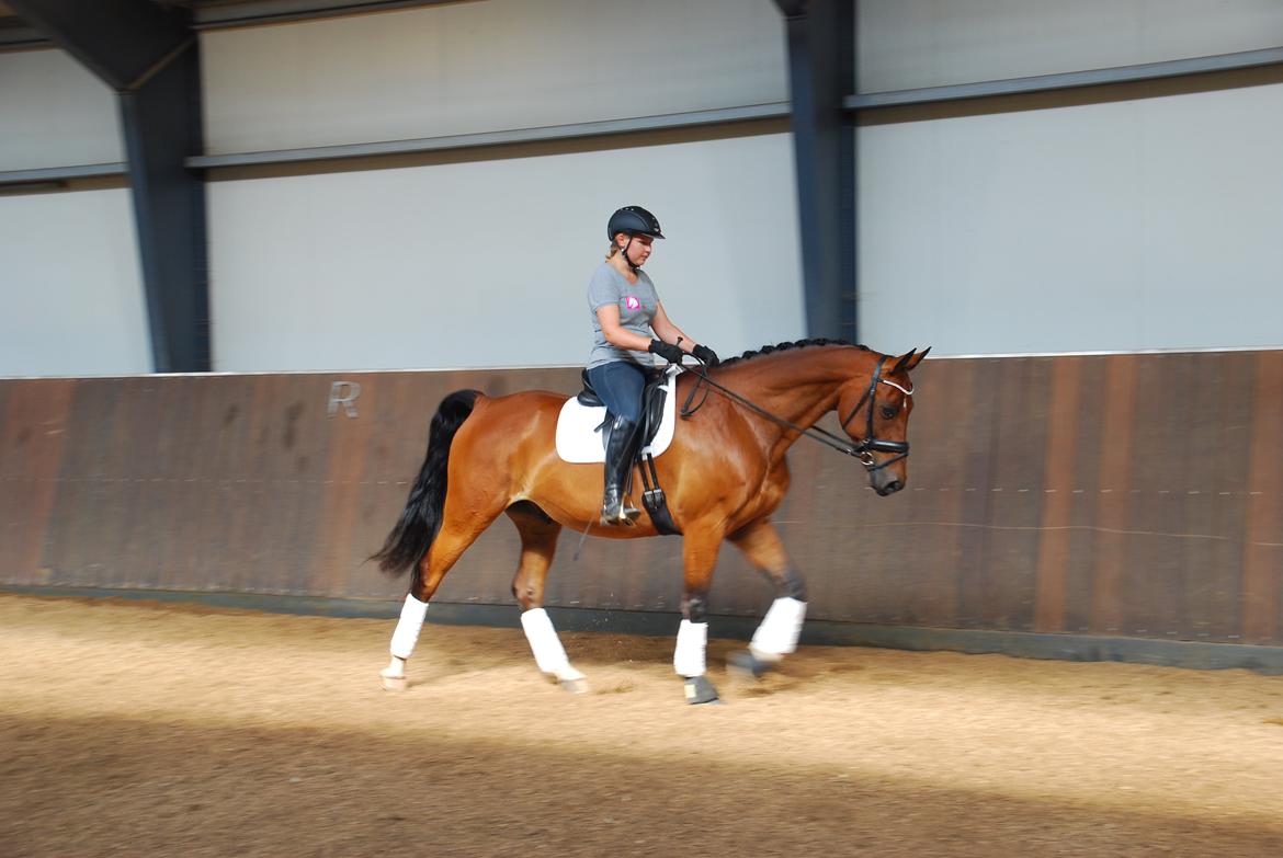 Anden særlig race Refsgaards Cheval billede 33