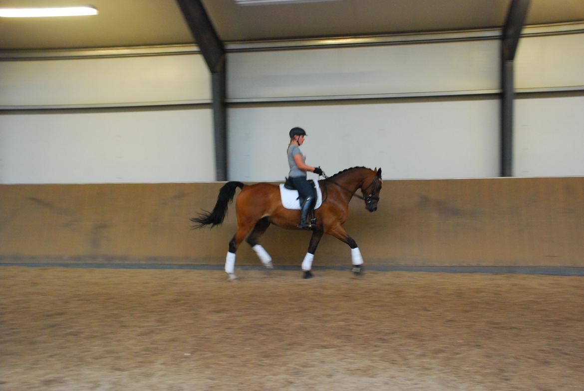 Anden særlig race Refsgaards Cheval billede 35