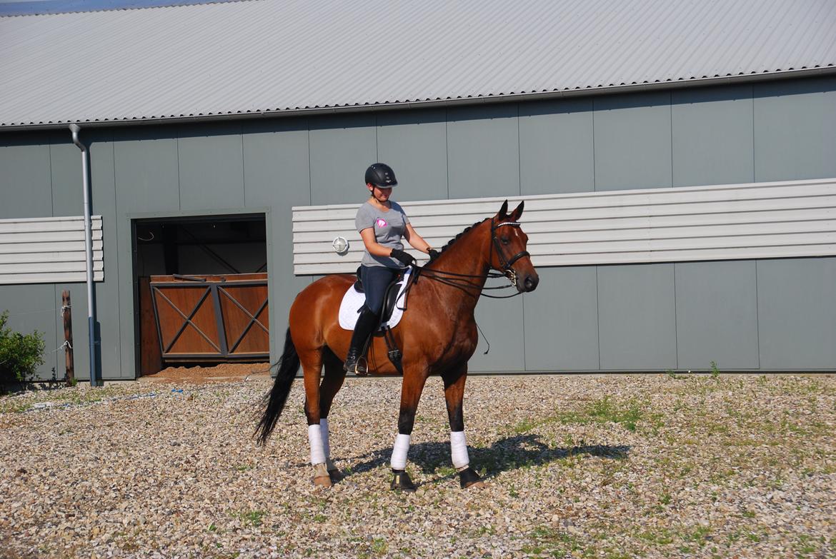 Anden særlig race Refsgaards Cheval billede 36